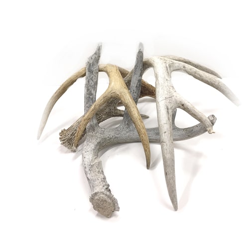 WeddingDecor-Antlers