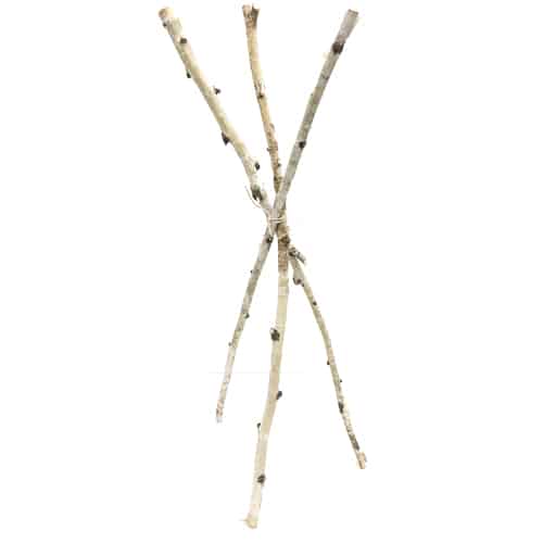 WeddingDecor-Birch-Branches-Short