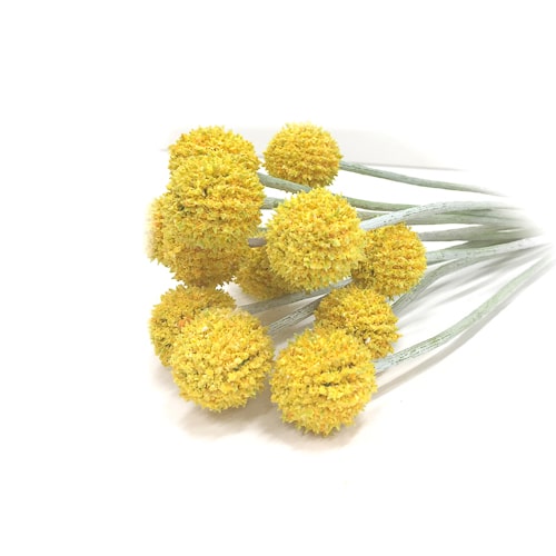WeddingDecor-Yellow-Billy-Buds
