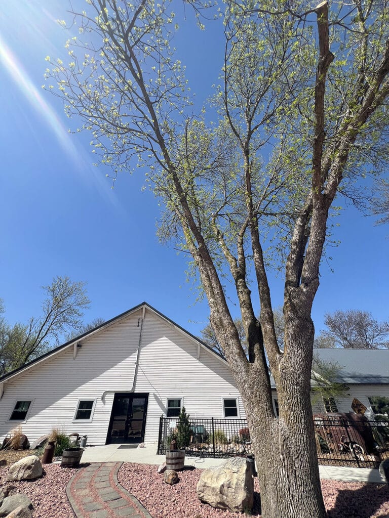 White barn-style building beneath tall tree and blue sky