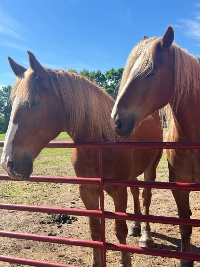 Two chestnut horses stand behind a red farm gate.