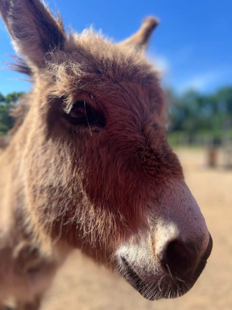 Close-up of a brown donkey in sunlight