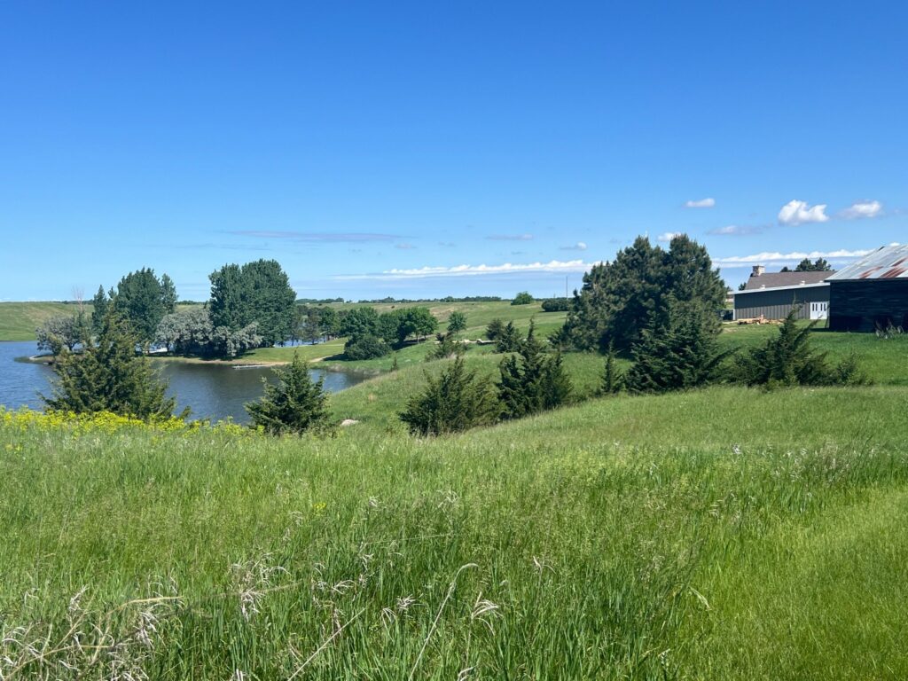 Sunny rural pond beside grassy fields and barn