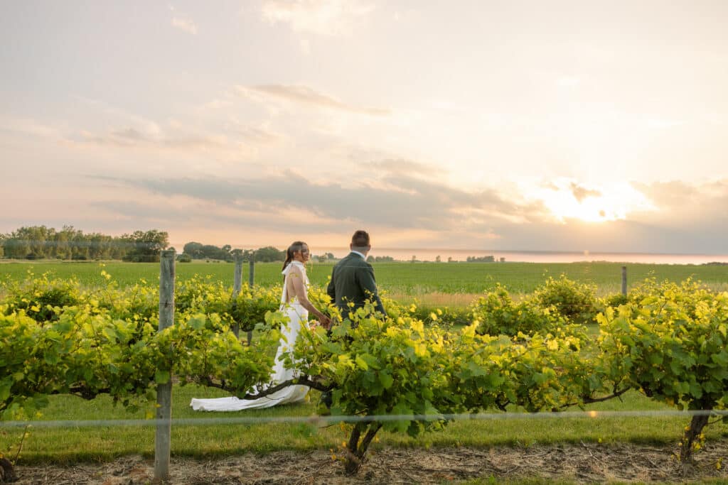 Bride and groom walking through vineyard at sunset